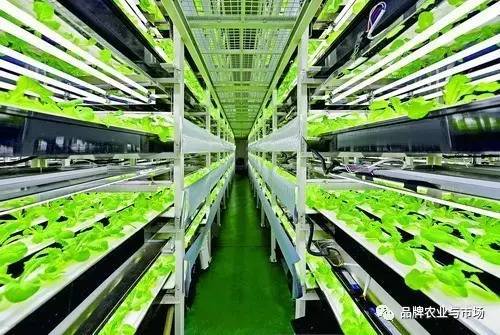 緊跟時(shí)代步伐 植物工廠——21世紀(jì)農(nóng)業(yè)發(fā)展的必然選擇與技術(shù)服務(wù)新機(jī)遇
